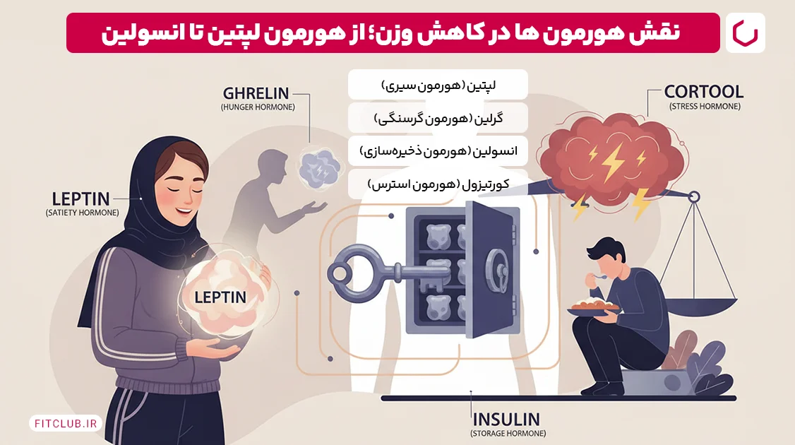 نقش هورمون ‌ها در کاهش وزن؛ از هورمون لپتین تا انسولین | فیت کلاب