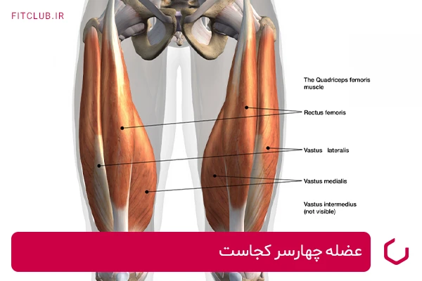 عضله چهارسر کجاست و از چه عضلاتی تشکیل شده است