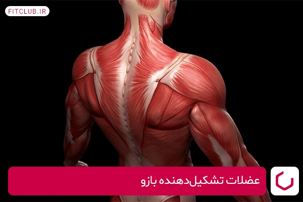 عضلات تشکیل‌دهنده بازو