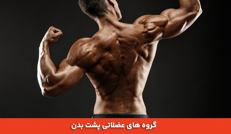 گروه های عضلاتی پشت بدن