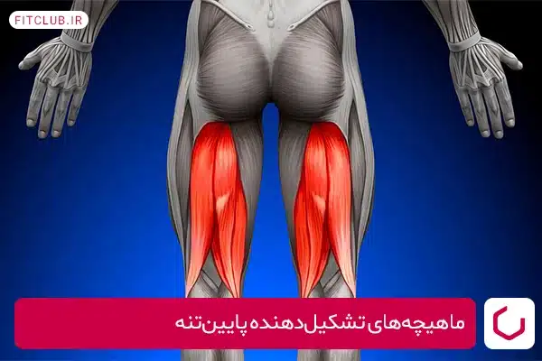 ماهیچه‌های تشکیل‌دهنده پایین‌تنه