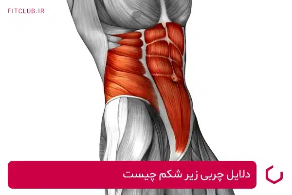 دلایل چربی زیر شکم