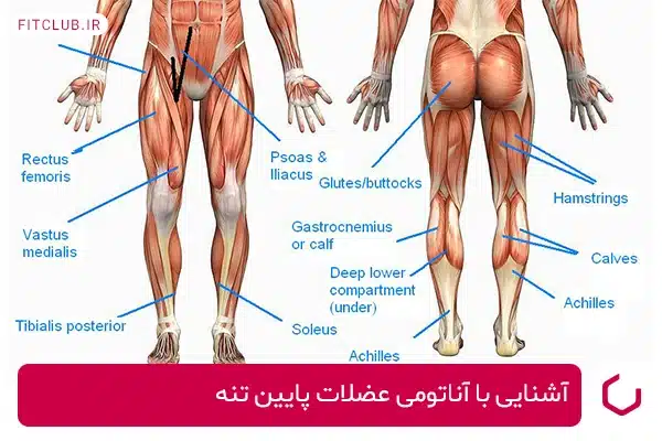 معرفی عضلات اصلی پاها