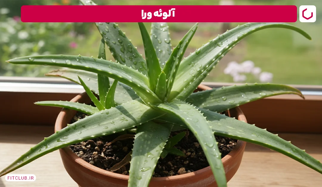 آلوئه ورا برای نفخ شکم | فیت کلاب