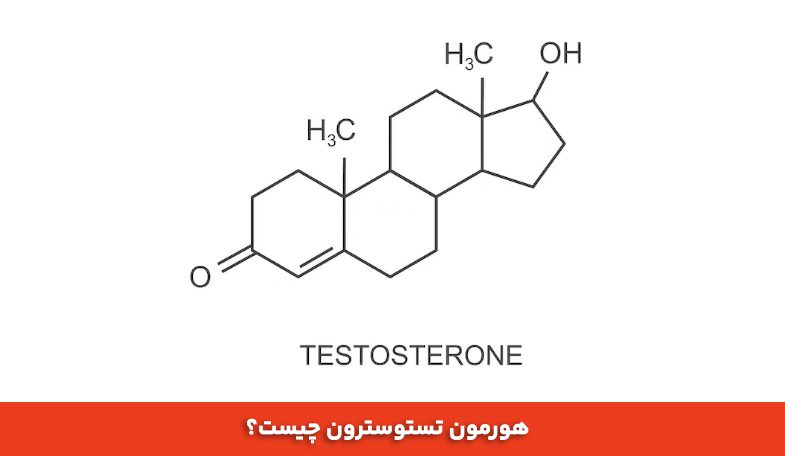 هورمون تستوسترون چیست؟ 