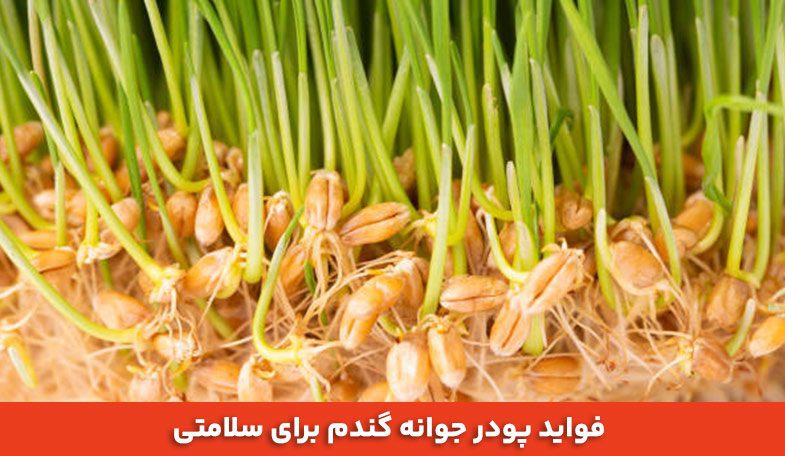 فواید پودر جوانه گندم برای سلامتی