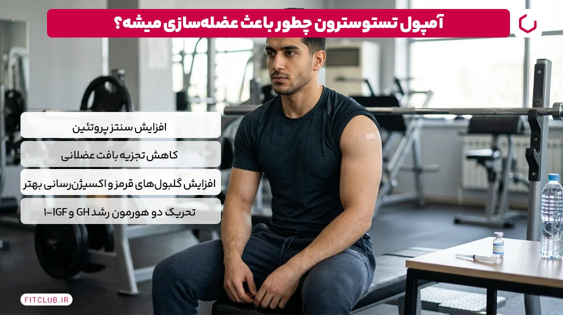 آمپول تستوسترون در بدنسازی | برای عضلهسازی موثره؟ | فیت کلاب