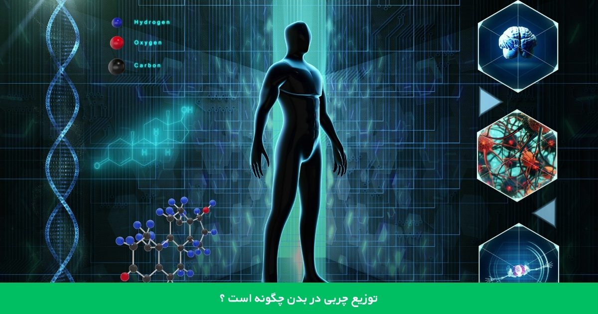 توزیع چربی در بدن چگونه است ؟