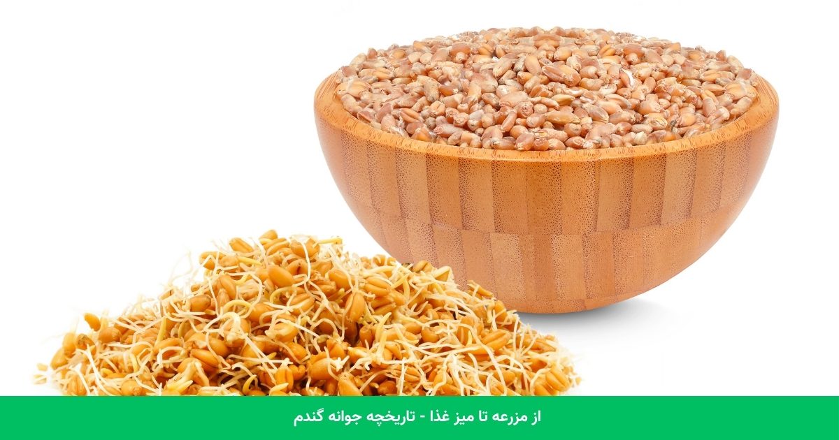 تاریخچه: از مزرعه تا میز غذا - تاریخچه جوانه گندم