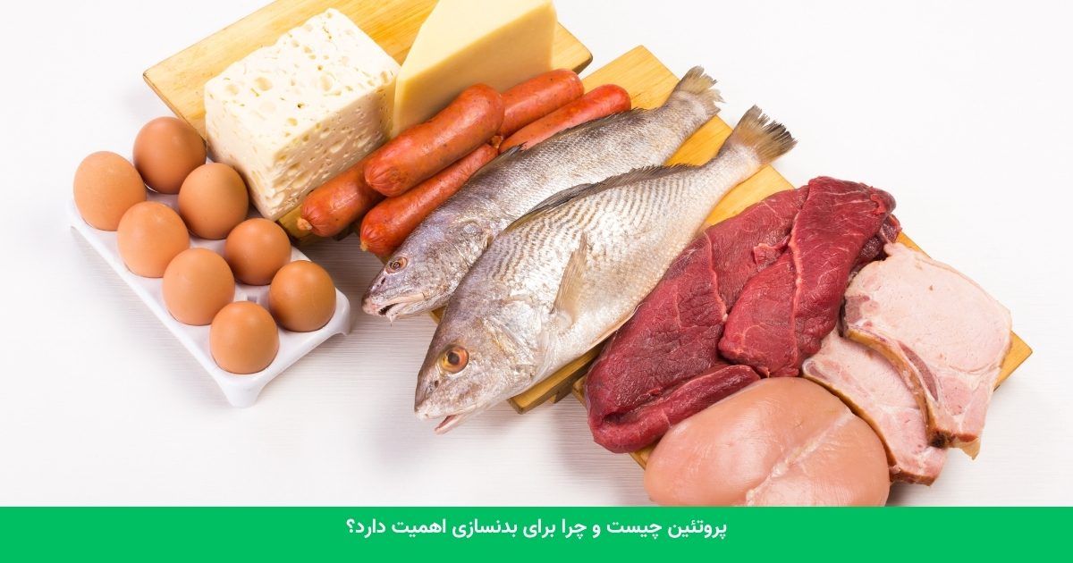 پروتئین چیست و چرا برای بدنسازی اهمیت دارد؟