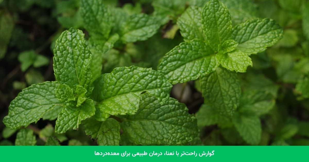 گوارش راحت‌تر با نعنا، درمان طبیعی برای معده‌دردها