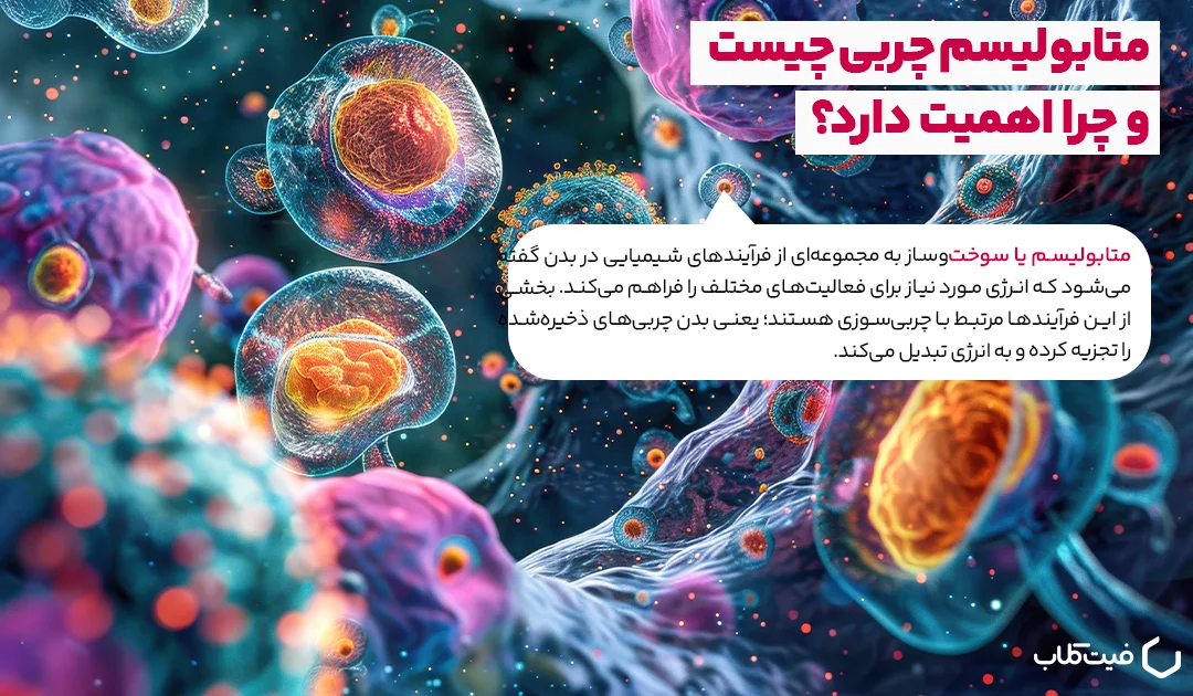 متابولیسم چربی چیست و چرا اهمیت دارد؟
